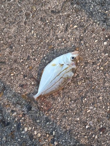 ヒイラギの釣果