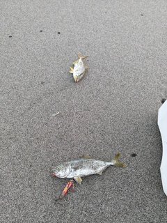 ワカシの釣果
