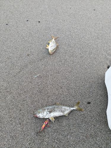 ワカシの釣果