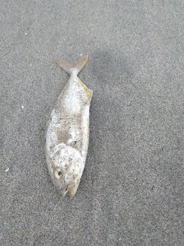 ショゴの釣果