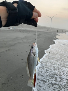 ニベの釣果