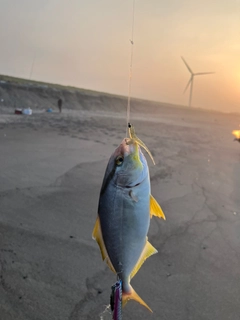 ショゴの釣果