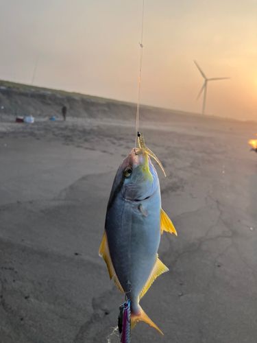 ショゴの釣果