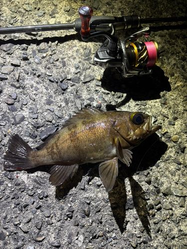 アカメバルの釣果