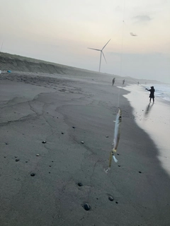 カマスの釣果
