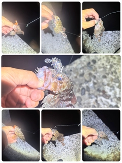 カサゴの釣果