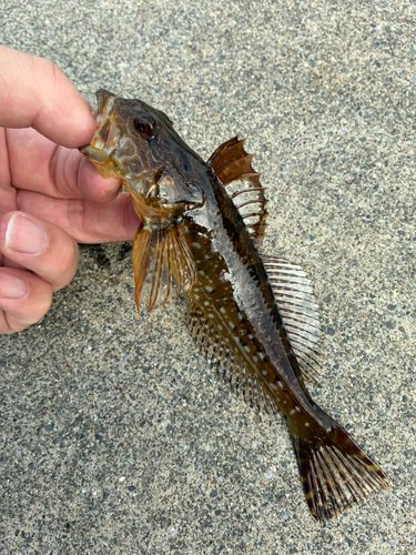 アナハゼの釣果