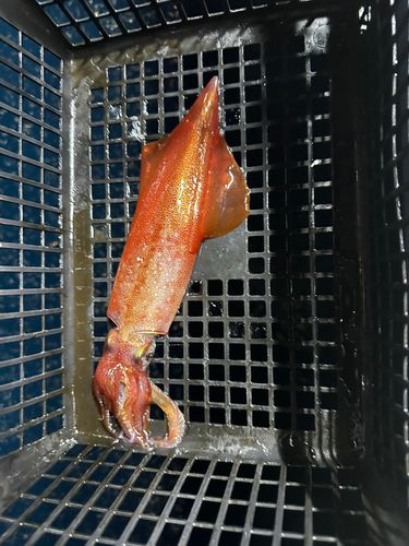 アカイカの釣果