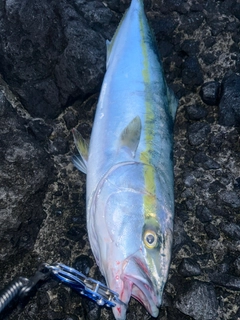 ワラサの釣果