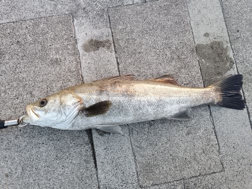 セイゴ（タイリクスズキ）の釣果