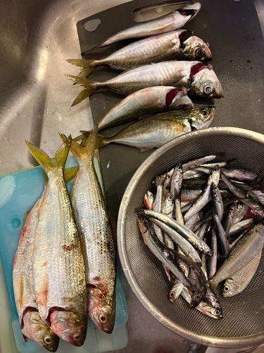 マアジの釣果