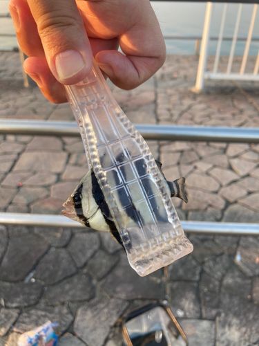 イシダイの釣果
