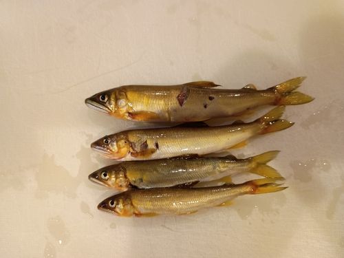 アユの釣果