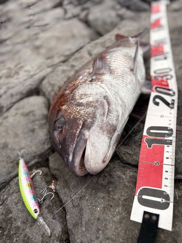 タイの釣果
