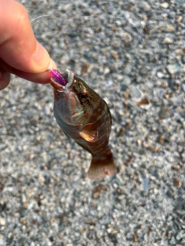 ホシササノハベラの釣果