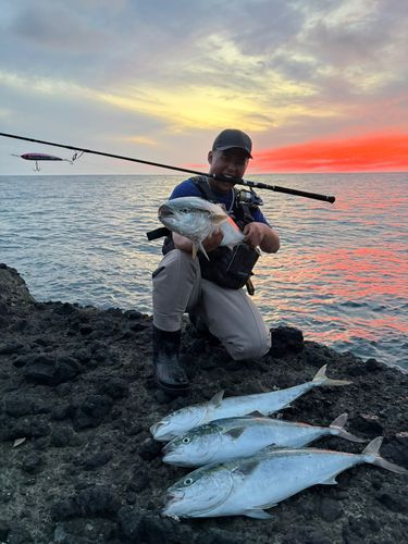 ワラサの釣果