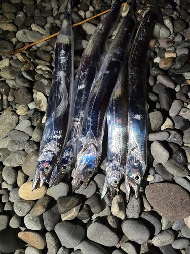タチウオの釣果