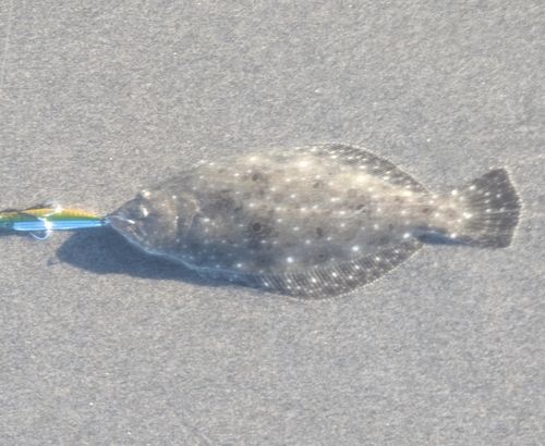 ソゲの釣果