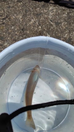 キスの釣果