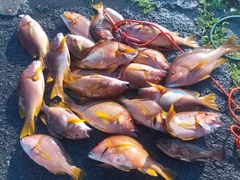 シブダイの釣果