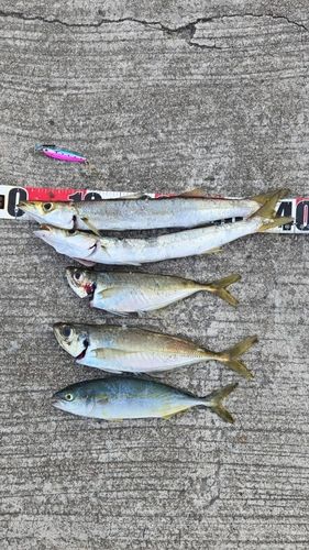 カマスの釣果
