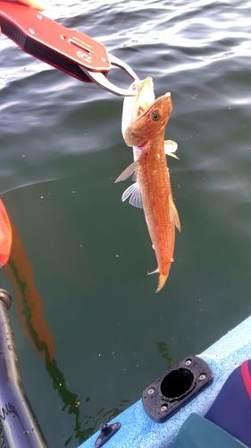 エソの釣果