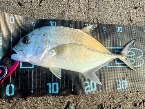 メッキの釣果