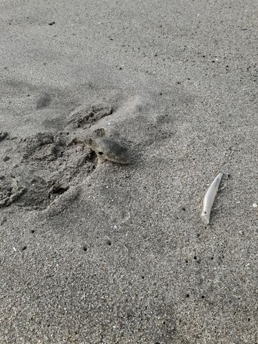 クサフグの釣果