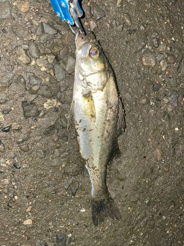 セイゴ（マルスズキ）の釣果