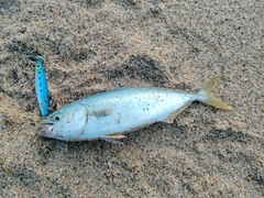 ツバスの釣果