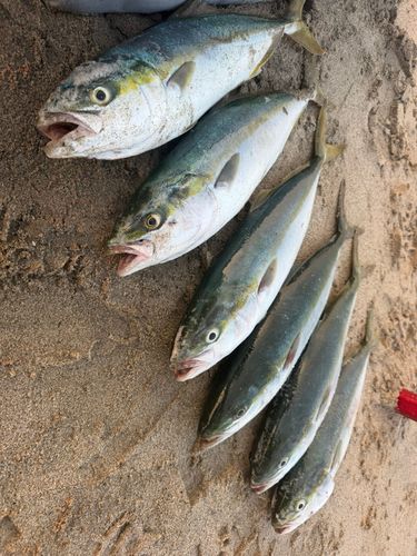 イナダの釣果