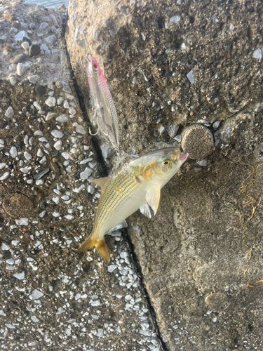 コノシロの釣果