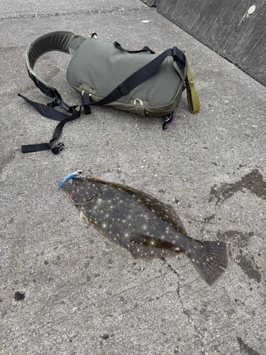 ヒラメの釣果