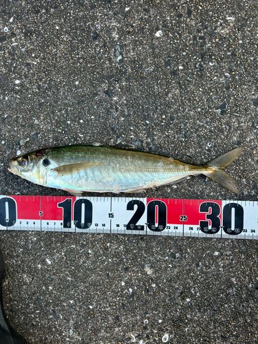 マルアジの釣果