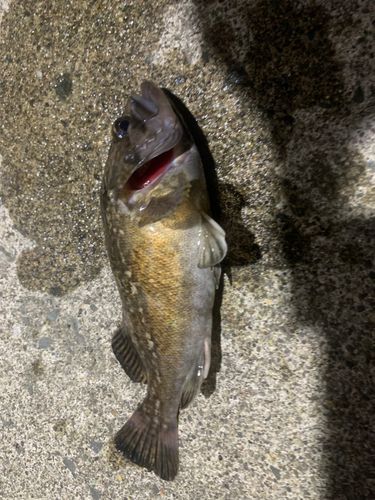 クロソイの釣果