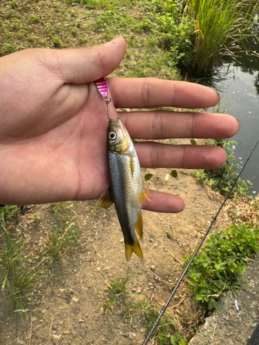 カワムツの釣果