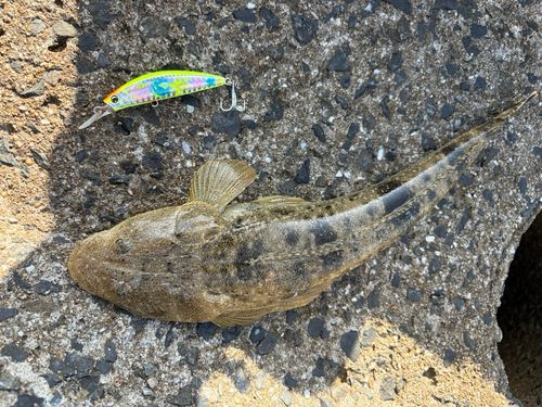 コチの釣果