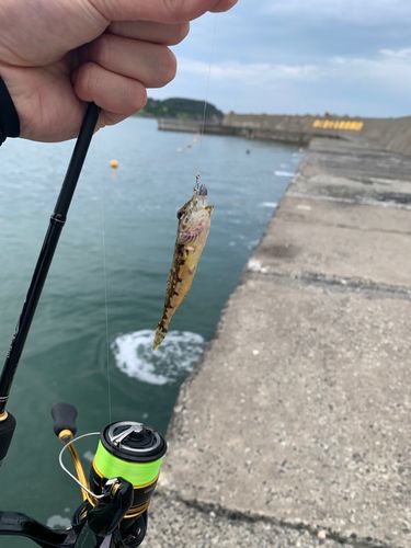 アナハゼの釣果