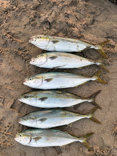 イナダの釣果