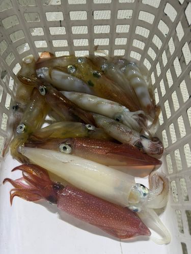 アカイカの釣果