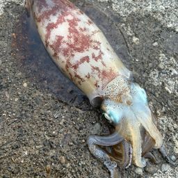 アオリイカの釣果・釣り情報まとめ【2026年最新】 - アングラーズ