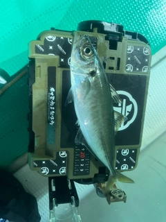 マアジの釣果