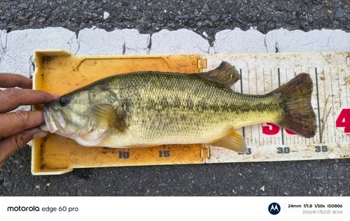 ブラックバスの釣果