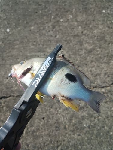 クロホシフエダイの釣果