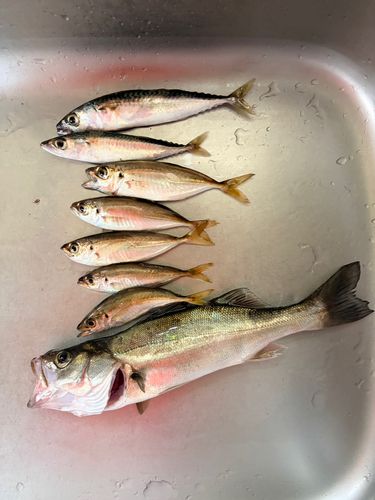 アジの釣果
