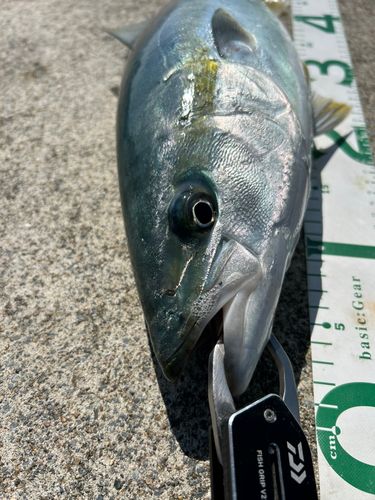 ワラサの釣果