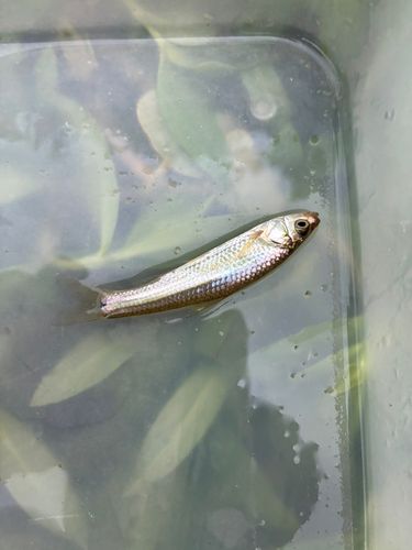 モロコの釣果