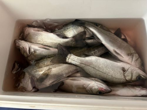 フッコ（マルスズキ）の釣果