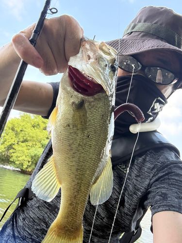 ラージマウスバスの釣果