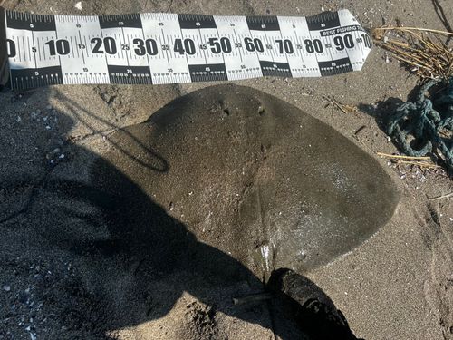 ツバクロエイの釣果